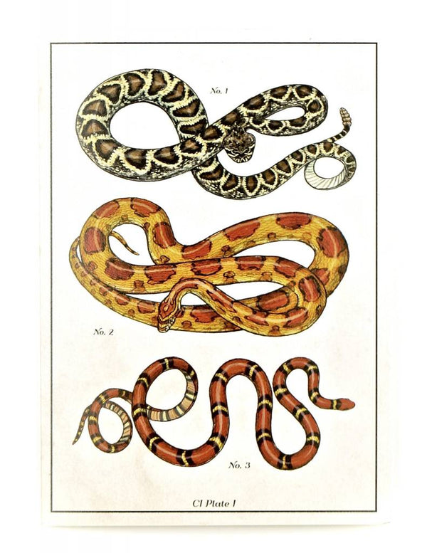 Snake Illustrated Card